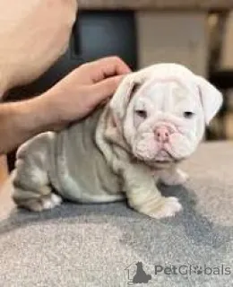 Фото №3. Szczenięta buldoga angielskiego na sprzedaż.  Польша