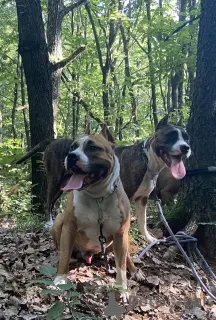 Дополнительные фото: Высококачественный армянский GAMPR