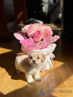 Фото №1. беспородная - купить в Париже за договорная. Объявление №159229