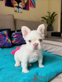 Дополнительные фото: Продаются здоровые щенки французского бульдога голубого окраса