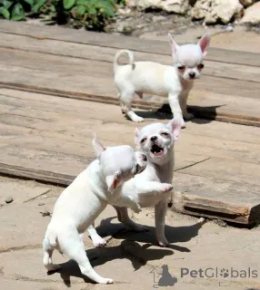 Фото №4. Продажа чихуахуа в Монреаль частное объявление, из питомника, из приюта, заводчик - цена договорная