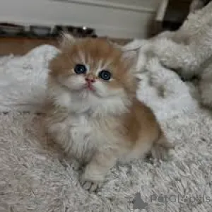 Фото №3. Экзотическая короткошерстная кошка-Kätzchen zu verkaufen. Финляндия