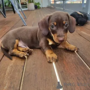 Фото №2 к объявлению №163559 о продаже  - купить в Канаде 