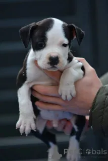 Дополнительные фото: Щенки американского стаффордширского терьера