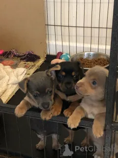 Фото №2 к объявлению №167505 о продаже джек-рассел-терьера - купить в Дании частное объявление, заводчик