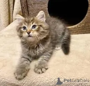 Фото №3. Chatons de Race Forêt Norvégienne à vendre.. Бельгия