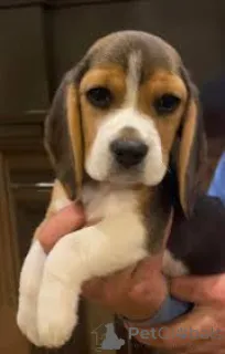 Фото №2 к объявлению №166120 о продаже бигля - купить в Великобритании частное объявление, заводчик