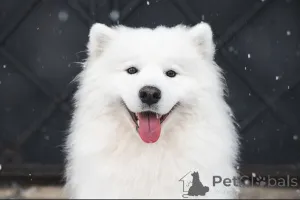 Дополнительные фото: Samoyed FCI Puppies после чемпиона