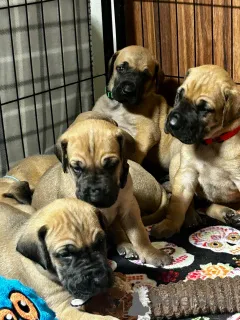 Фото №1. немецкий дог - купить в Квебек Сити за 71894₽. Объявление №162778