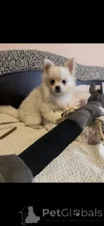 Дополнительные фото: Шпиц на усыновление - 1 кобель и 2 суки.