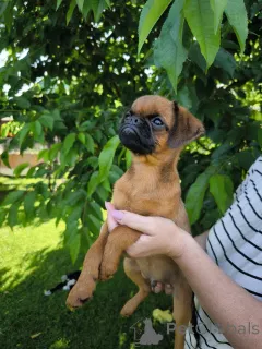 Дополнительные фото: щенки пти брабансона рыжего окраса