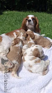 Дополнительные фото: Чистокровные щенки Кавалер Кинг Чарльз Спаниель