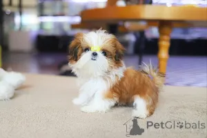 Фото №2 к объявлению №154917 о продаже ши-тцу - купить в США заводчик