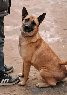 Дополнительные фото: Красивая домашняя собака Плюша ищет дом