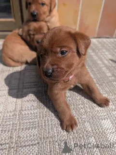 Фото №1. лабрадор-ретривер - купить в Вена за 27830₽. Объявление №167799