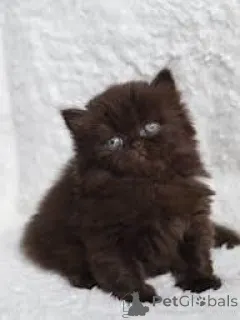 Фото №2 к объявлению №165846 о продаже британская длинношёрстная - купить в Бельгии частное объявление, заводчик