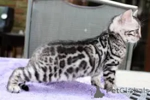 Фото №1. бенгальская - купить в Бауцен за договорная. Объявление №159403