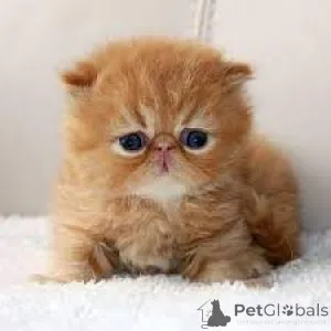 Фото №3. Перзише котята те кооп. Нидерланды