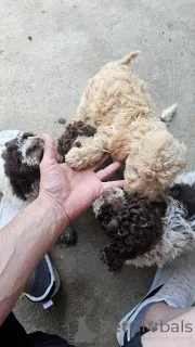 Дополнительные фото: Продаются щенки Лаготто Романьоло