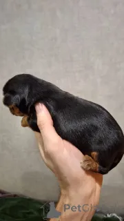 Дополнительные фото: Миниатюрные Йорки.