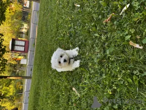 Фото №2 к объявлению №154611 о продаже мальтийскую болонку - купить в Венгрии частное объявление, заводчик