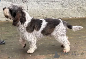 Фото №3. Grand Basset Griffon Vendeen Puppy.  Польша