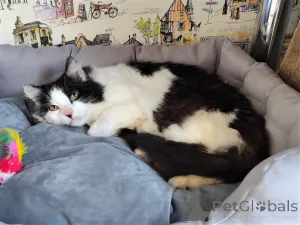 Дополнительные фото: Подари котейке дом!