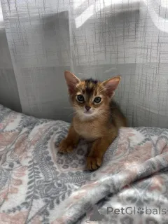 Фото №1.  - купить в Аарау за 32468₽. Объявление №151631