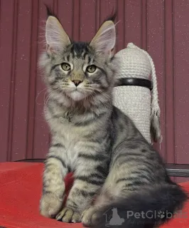 Фото №3. Мейн-КунKätzchen. Германия