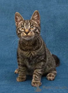 Дополнительные фото: Ласковый и нежный малыш Тигрик ищет дом и любящее сердце