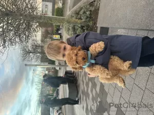 Фото №3. Toy poodle.  Ирландия