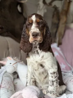 Дополнительные фото: Женщина -собака спрингер -спаниель английский