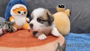 Дополнительные фото: Элитные щенки