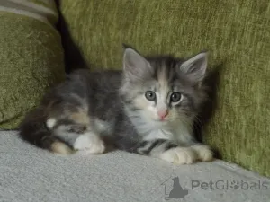 Фото №1. норвежская лесная - купить в Дженалёбниц за 32468₽. Объявление №148361