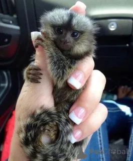 Фото №1.  - купить в Бахмаче за договорная. Объявление №161697