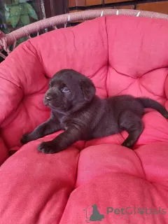 Дополнительные фото: Щенки коричневого лабрадора