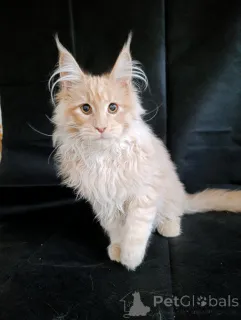 Дополнительные фото: Шикарные котята мальчики