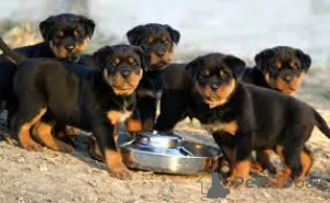 Дополнительные фото: Rottweiler Puppies