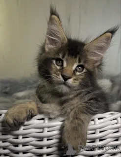 Фото №1. мейн-кун - купить в Белэр за 49427₽. Объявление №161720