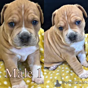 Фото №1. бультерьер - купить в Bietigheim-Bissingen за договорная. Объявление №162691