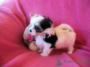 Фото №1. бивер-йоркширский терьер - купить в Аладжарви за договорная. Объявление №166380