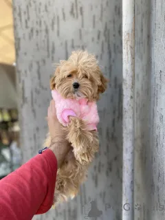 Дополнительные фото: Мальтипу