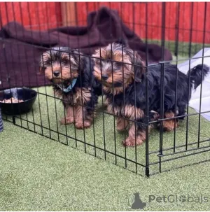 Фото №3. Yorkie Puppies на продажу 12 недель, у них есть выстрелы супер игривые и.  Мальта