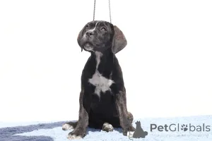 Фото №3. Челси из SPQR Corso FCI Pedigree.  Румыния