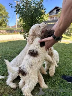 Дополнительные фото: Lagotto Romagnolo, щенок доступен