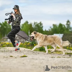 Фото №4. Продажа беспородную в Москва из приюта - цена Бесплатно