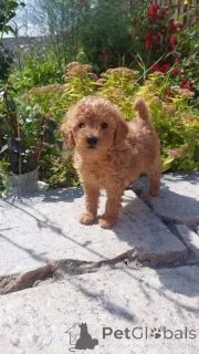 Фото №2 к объявлению №75250 о продаже пуделя (той) - купить в Беларуси заводчик