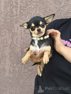 Фото №2 к объявлению №153851 о продаже беспородную - купить в Грузии частное объявление, из питомника, заводчик