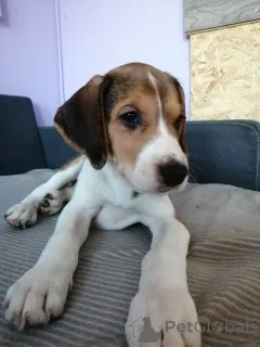 Дополнительные фото: Щеночки русской Гончей. Нам полтора месяца.