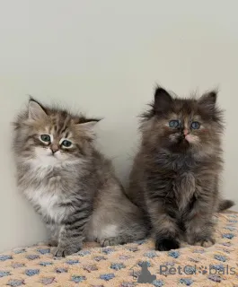 Фото №1. сибирская - купить в Мюнхене за договорная. Объявление №165531